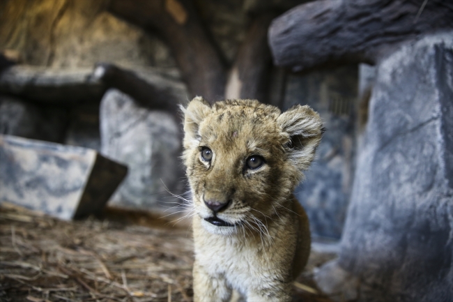 Türkiye'nin ilk aslan parkı ziyaretçilerini bekliyor